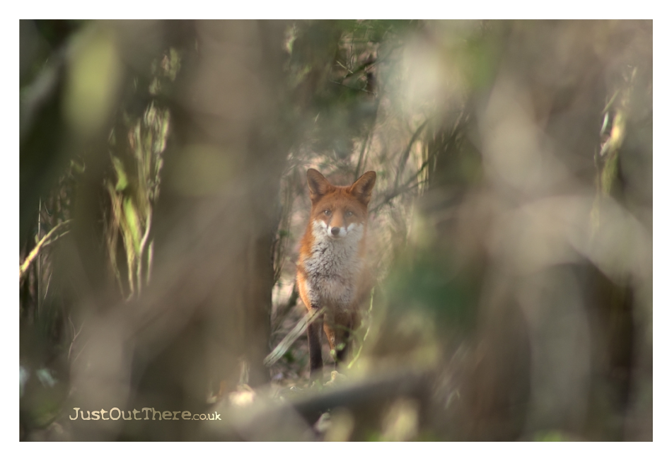 February 2022, Queendown Warren (Kent Wildlife trust)