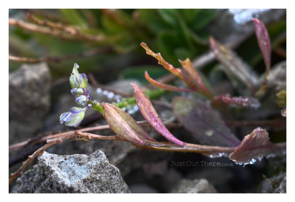 Jan 2022, Going strong 9 months-on since re-introduction (Species Recovery Trust & Kent Wildlife Trust)