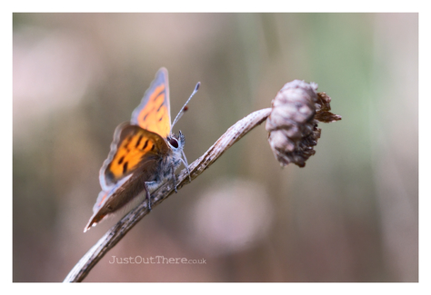 September 2021, Queendown Warren (Kent Wildlife trust)