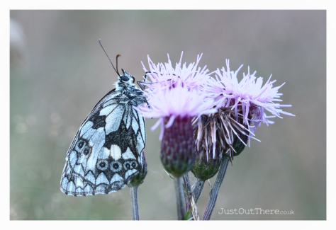 August 2021, Hogshaw Woods