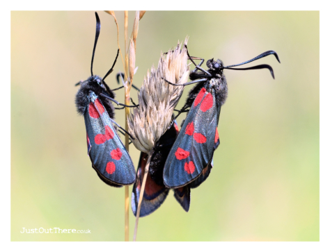 July 2021, Queendown Warren (Kent Wildlife trust)