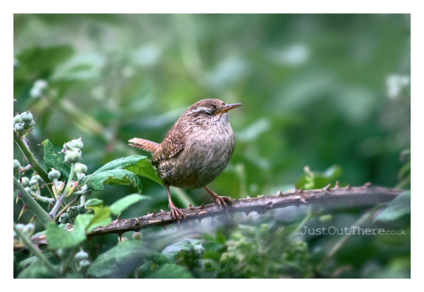 July 2021, Oare Marshes (Kent Wildlife Trust)