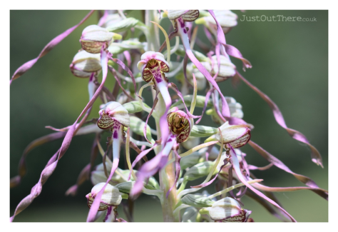 July 2021, Queendown Warren (Kent Wildlife trust)