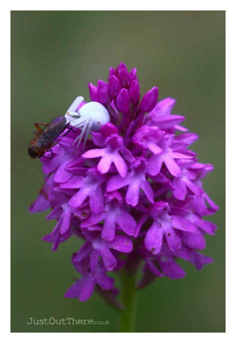 June 2021, Indescript Kentish Scrubland