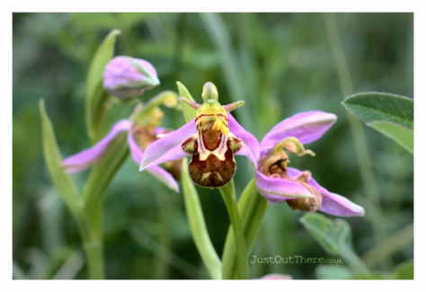 June 2021, Queendown Warren (Kent Wildlife trust)