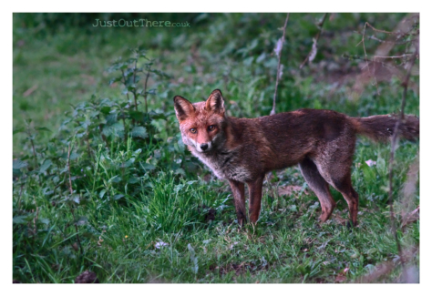 June 2021, Queendown Warren (Kent Wildlife trust)