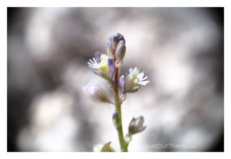 April 2021, The 1st of a re-introduction (Species Recovery Trust & Kent Wildlife Trust)