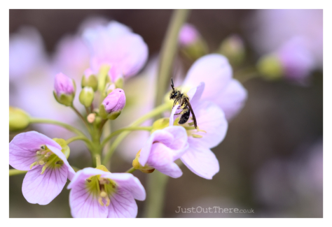 April 2021, Queendown Warren (Kent Wildlife trust)