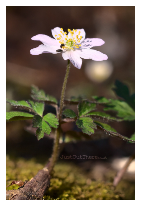 March 2021, Queendown Warren (Kent Wildlife trust)