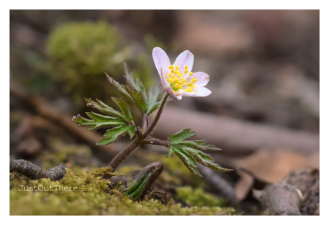 March 2021, Queendown Warren (Kent Wildlife Trust)