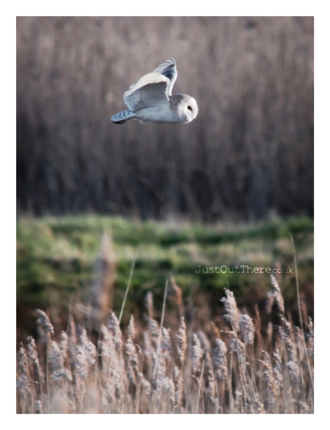 February 2021, Oare Marshes (Kent Wildlife Trust)