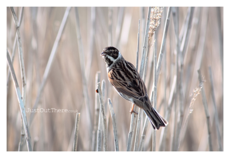 February 2021, Oare Marshes (Kent Wildlife Trust)