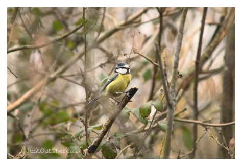 January 2021, Queendown Warren (Kent Wildlife Trust)