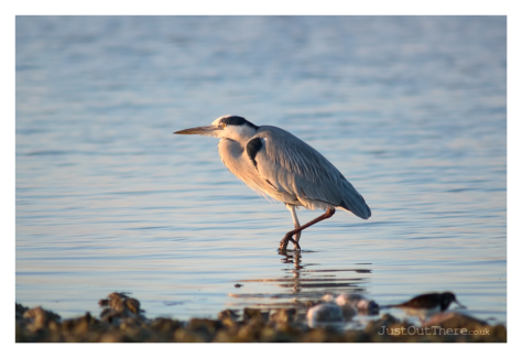 January 2021, Shore of The Swale