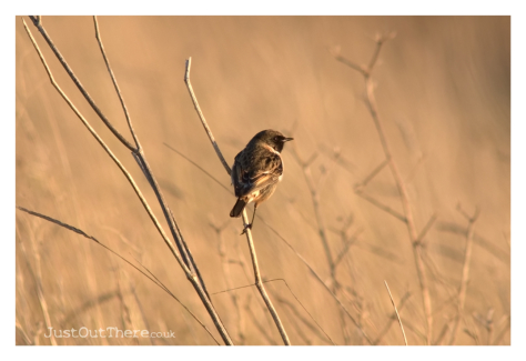 December 2020, Oare Marshes (Kent Wildlife Trust)